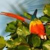Ara arakanga - Ara macao - Scarlet Macaw 5653